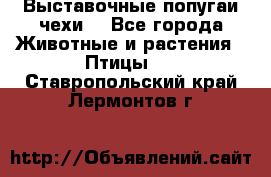 Выставочные попугаи чехи  - Все города Животные и растения » Птицы   . Ставропольский край,Лермонтов г.